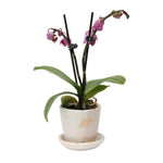 Small Drops of Honey Planter  with purple orchid
