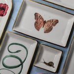Snail Dish - Apricity Ceramics