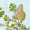 Butterfly Plant Animal