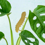 Caterpillar Plant Animal - Apricity Ceramics