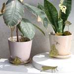 Damselfly Plant Animal - Apricity Ceramics