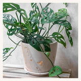 Drops of Honey Bee Large Planter - Apricity Ceramics 