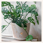Drops of Honey Bee Large Planter (MADE TO ORDER) - Apricity Ceramics