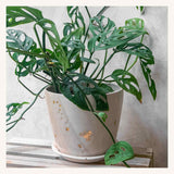 Drops of Honey Bee Large Planter (MADE TO ORDER) - Apricity Ceramics