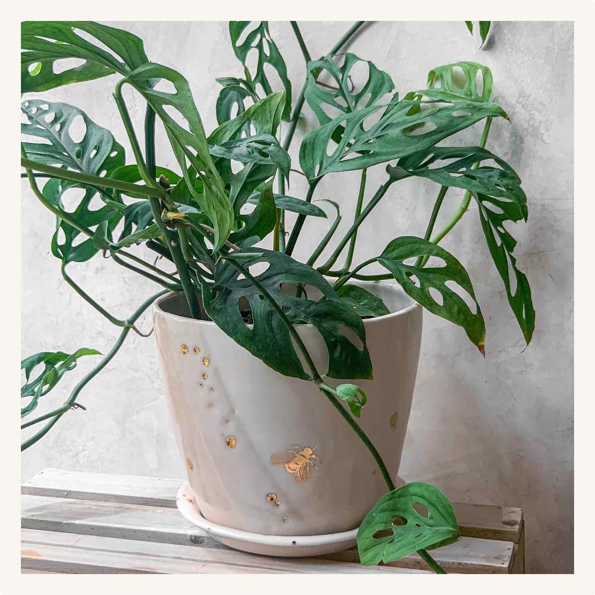 Drops of Honey Bee Large Planter (MADE TO ORDER) - Apricity Ceramics