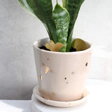 Drops of Honey Collection Bee Planter with plant and mini mushrooms