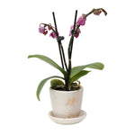 Drops of Honey Bee Small Planter - Apricity Ceramics