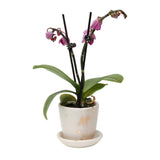 Drops of Honey Bee Small Planter - Apricity Ceramics