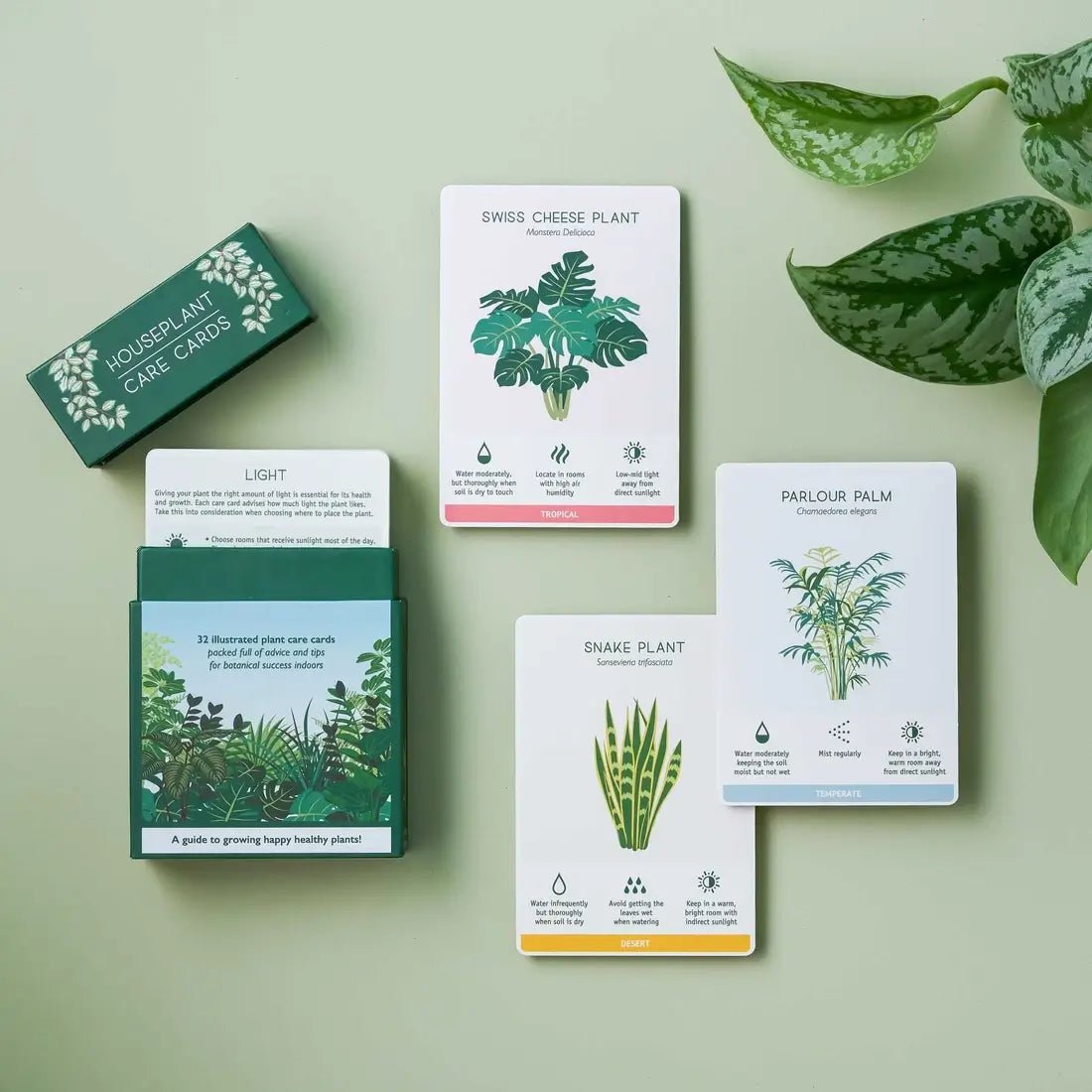 Houseplant Care Cards, Botanical Tips & Advice - Apricity Ceramics